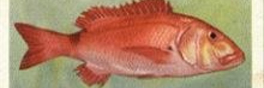 Gansbaai Opklaar van meningsverskil Rooisteenbras internetfoto_1